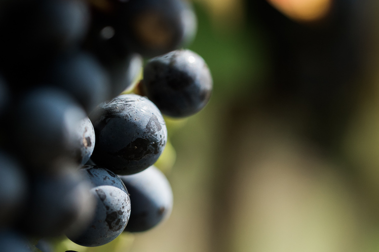 Windsor Wedding Photographers